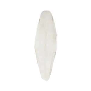 246,64 Kost Sipe 17-20 cm / 1 Kom