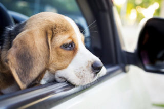 pas u automobilu po vrućini